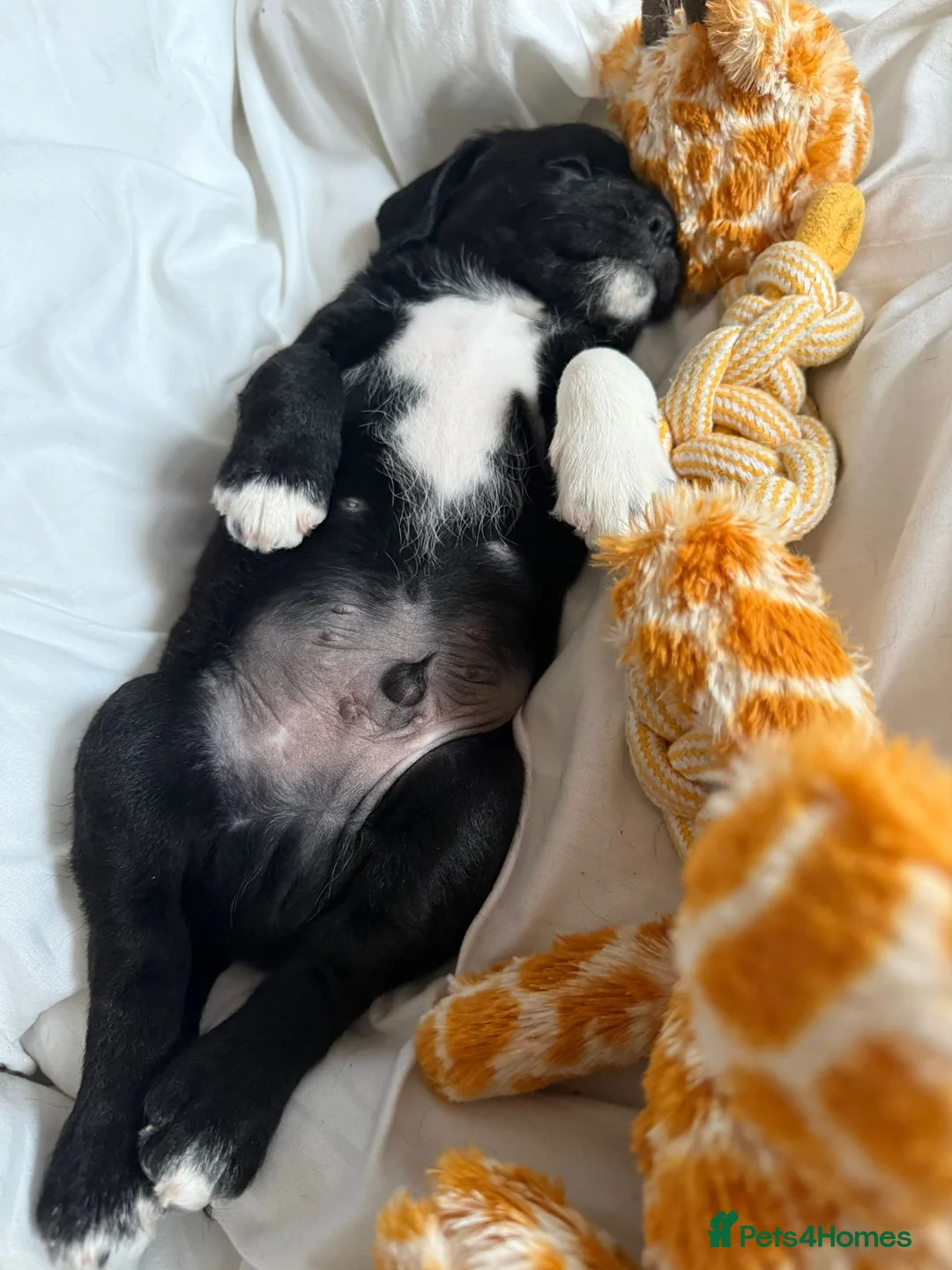 Mixed Breed dogs for sale: 3 beautiful male daugapoos - Advert 13