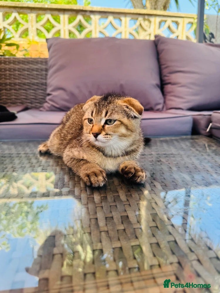 Scottish Fold cats ✨Kittens looking for forever home ✨ - Advert 15