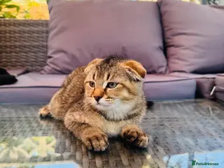 Scottish Fold cats ✨Kittens looking for forever home ✨ - Advert 15