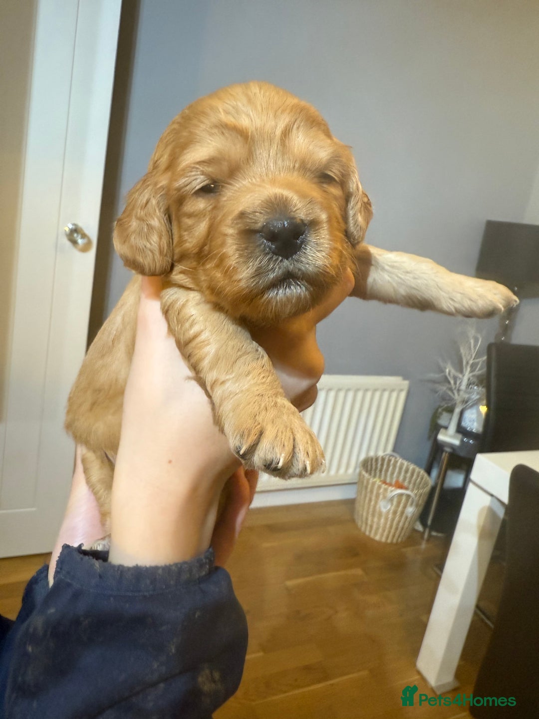 Cockapoo dogs for sale: Beautiful Cockapoo puppies - Advert 13