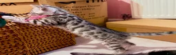 Mixed Breed cats for sale: 🐾 7 adorable Bengal-cross kittens - Advert 20