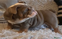 English Bulldog dogs for sale: Kc reg British bulldogs  - Image 17