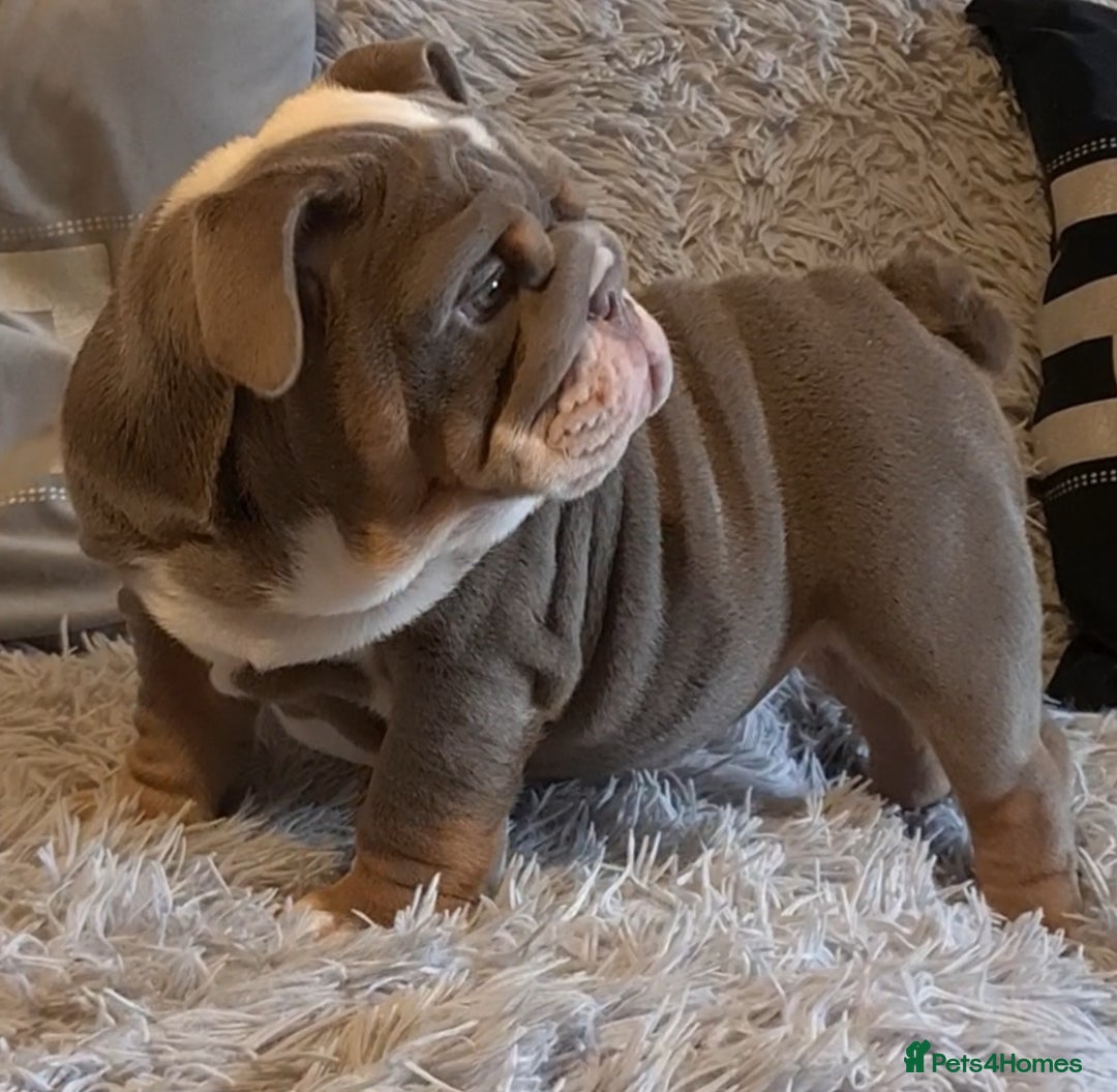 English Bulldog dogs for sale: Kc reg British bulldogs  - Image 17