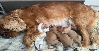 Cavalier King Charles Spaniel dogs - Advert 12