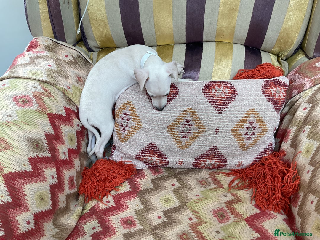 Italian Greyhound dogs for sale: Gorgeous Italian greyhound puppies  - Image 16