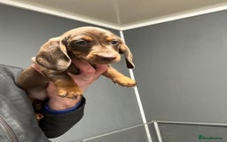Miniature Dachshund dogs for sale: Miniature dachshunds ready for loving homes  - Advert 1