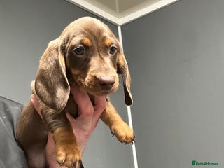 Miniature Dachshund dogs Miniature dachshunds ready for loving homes - Advert 2