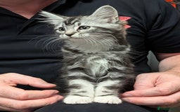 Domestic Shorthair cats for sale: Beautiful girl ready to leave! - Image 3