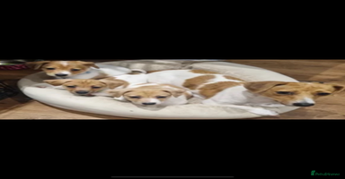 Jack Russell dogs Traditional small type Jack Russell girl puppy - Advert 8