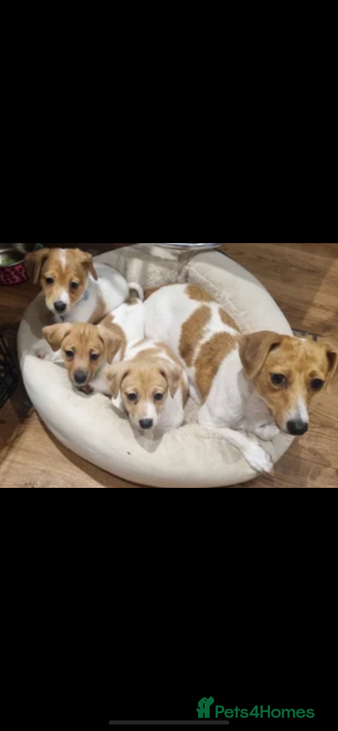 Jack Russell dogs for sale: Traditional small type Jack Russell girl puppy - Advert 2