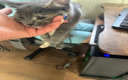 British Shorthair cats for sale: British Short hair Kittens - Image 3