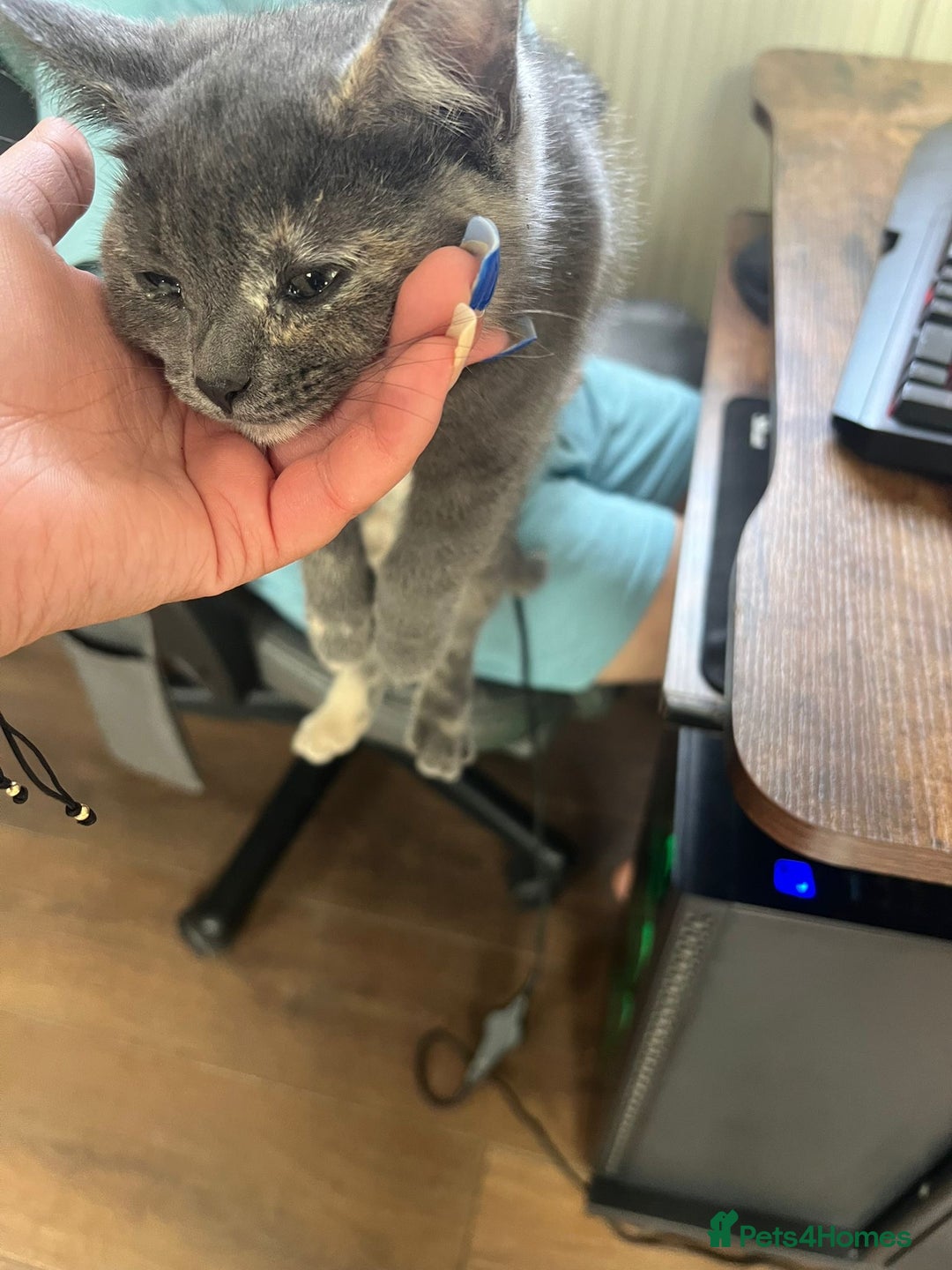 British Shorthair cats for sale: British Short hair Kittens - Image 3