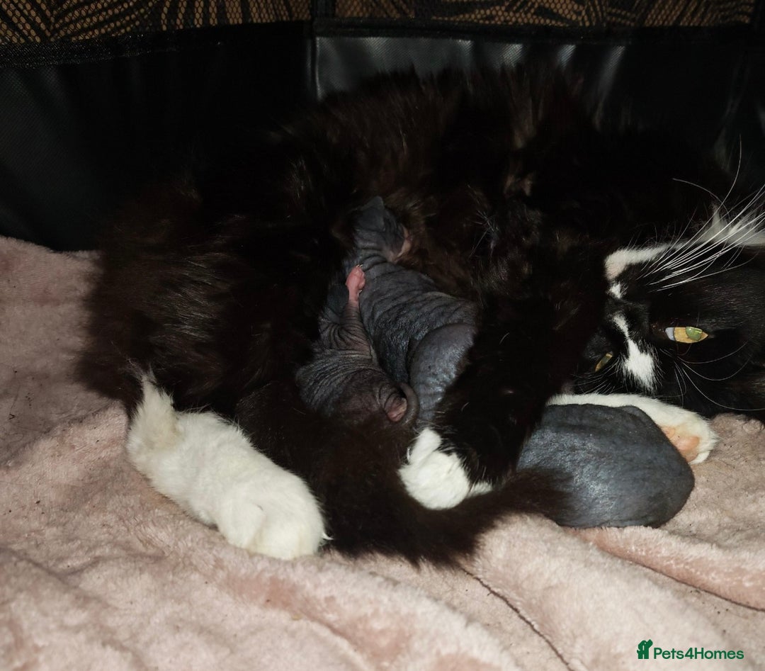 Mixed Breed cats for sale: Beautiful kittens  - Advert 2