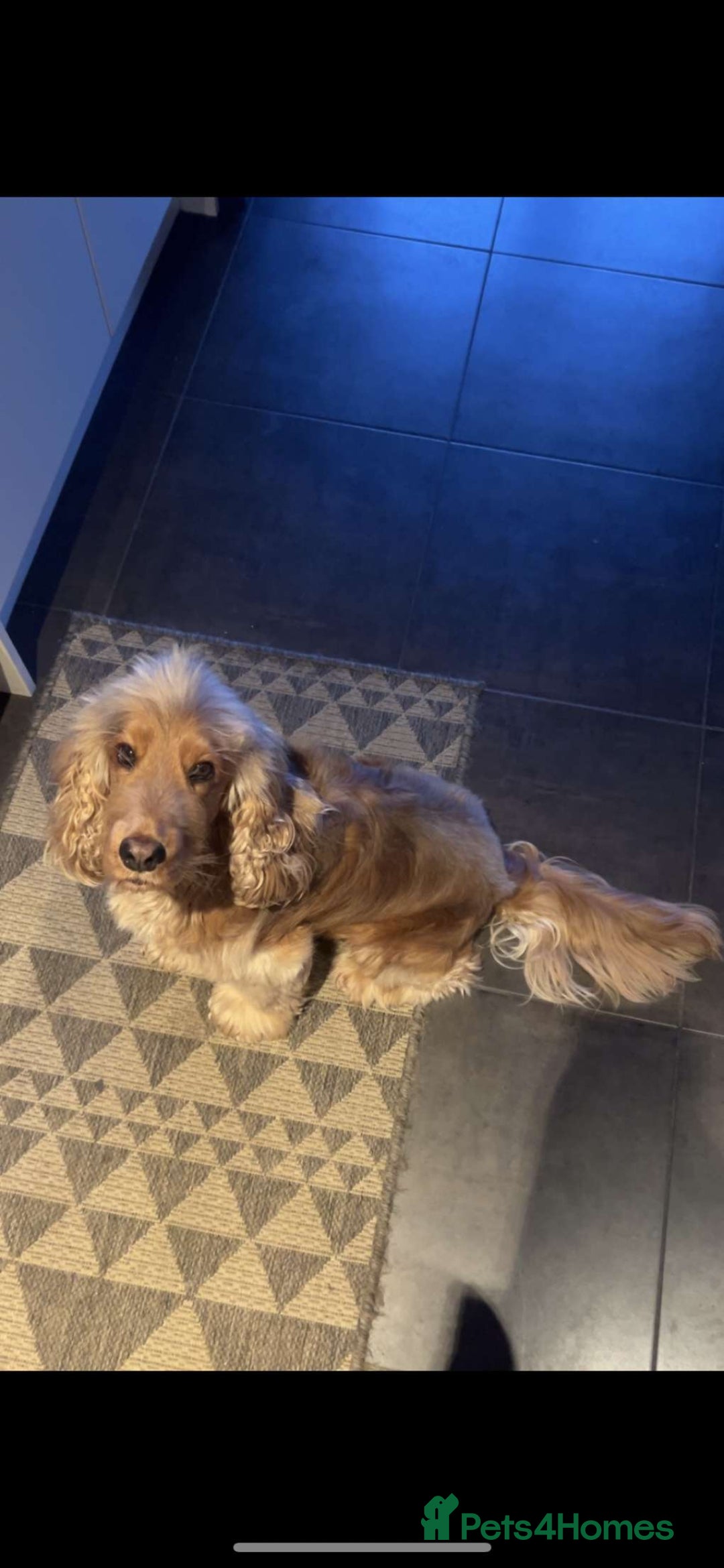 Cocker Spaniel dogs for stud: Jimmy boy - Image 3