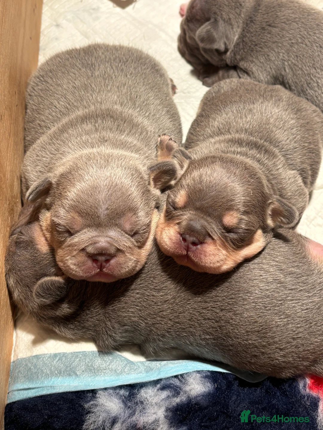 French Bulldog dogs for sale: French bulldog puppies - Advert 25