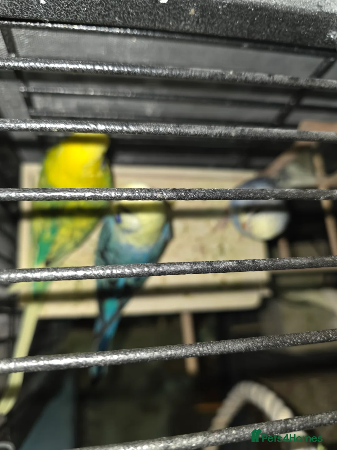Budgerigars birds for sale: Budgies for sale - Advert 22