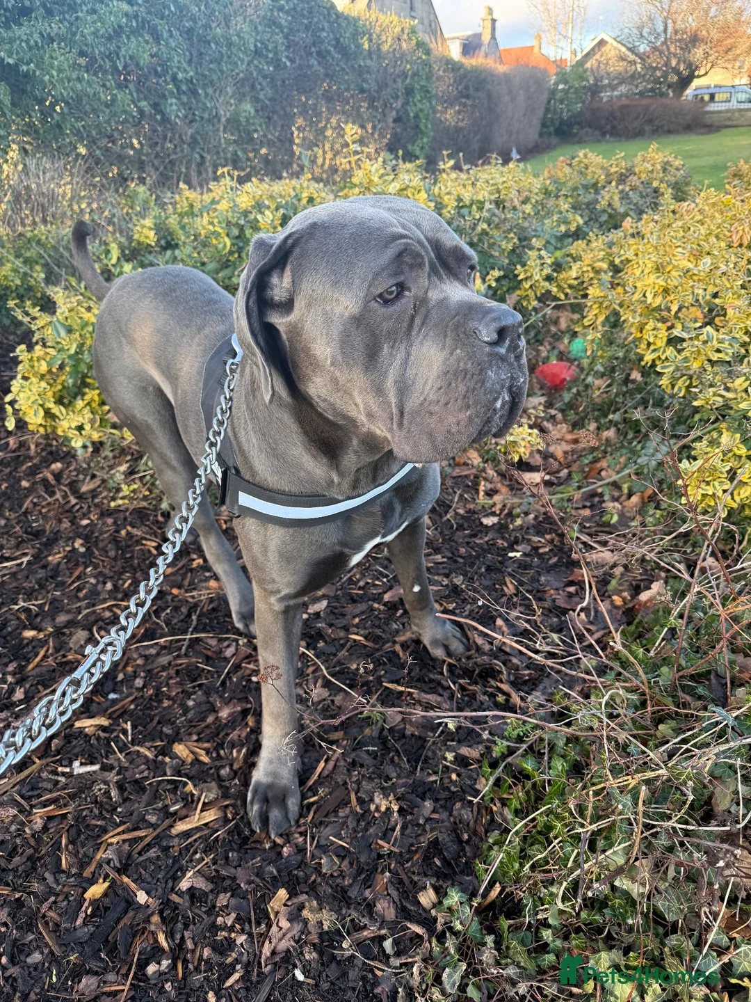 Cane Corso dogs for stud: Cane Corso (male) in Dalkeith - Advert 9