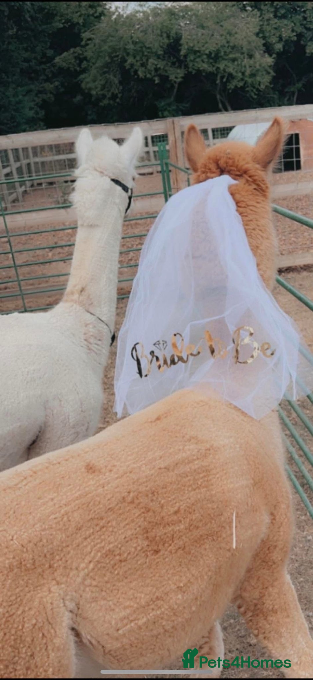 Alpaca livestock for sale: Trekking alpacas BAS registered  - Advert 7