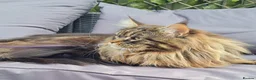Maine Coon cats for sale: Maine Coon Kittens - Advert 8