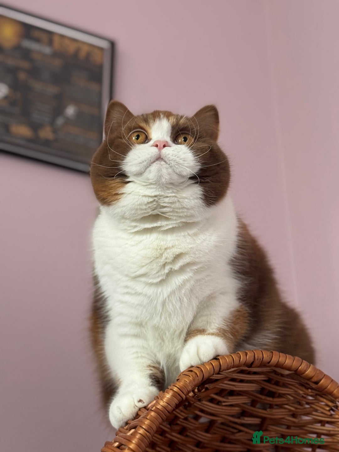 British Shorthair cats for sale: Beautiful cinnamon tortie white ticked TICA reg - Advert 1