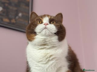 British Shorthair cats Beautiful cinnamon tortie white ticked TICA reg - Advert 1