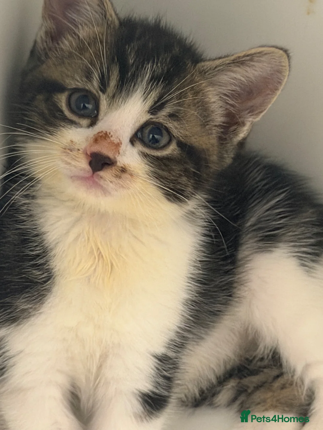 British Shorthair cats for sale: Beautiful British Shorthair Kittens  in Luton - Advert 2