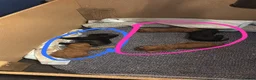 Cockapoo dogs for sale: A litter of 5 beautiful cockapoos in Halstead - Advert 7