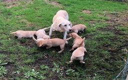Cockerdor dogs for sale: Cockerdor Puppies  - Image 9