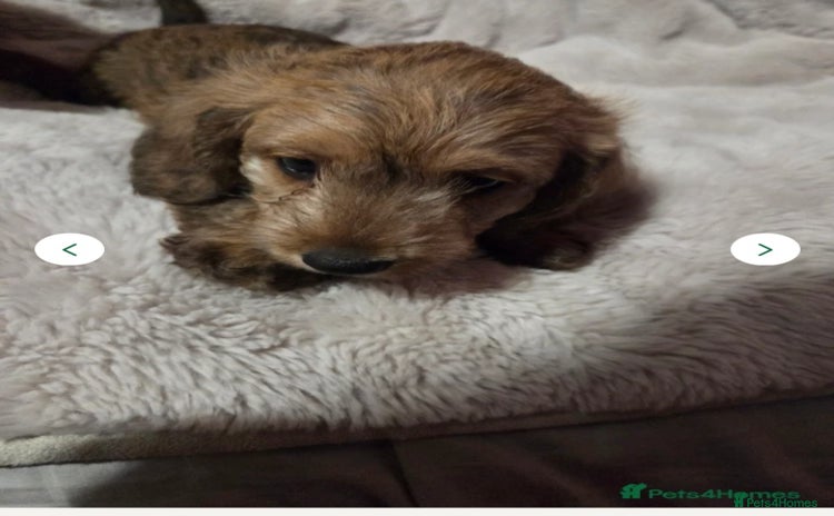 Doxiepoo dogs - Advert 1