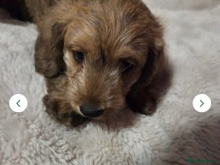 Doxiepoo dogs - Advert 4