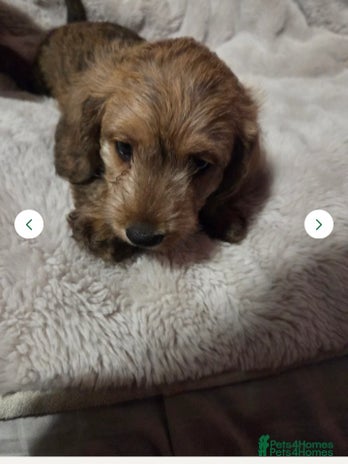 Doxiepoo dogs - Advert 16