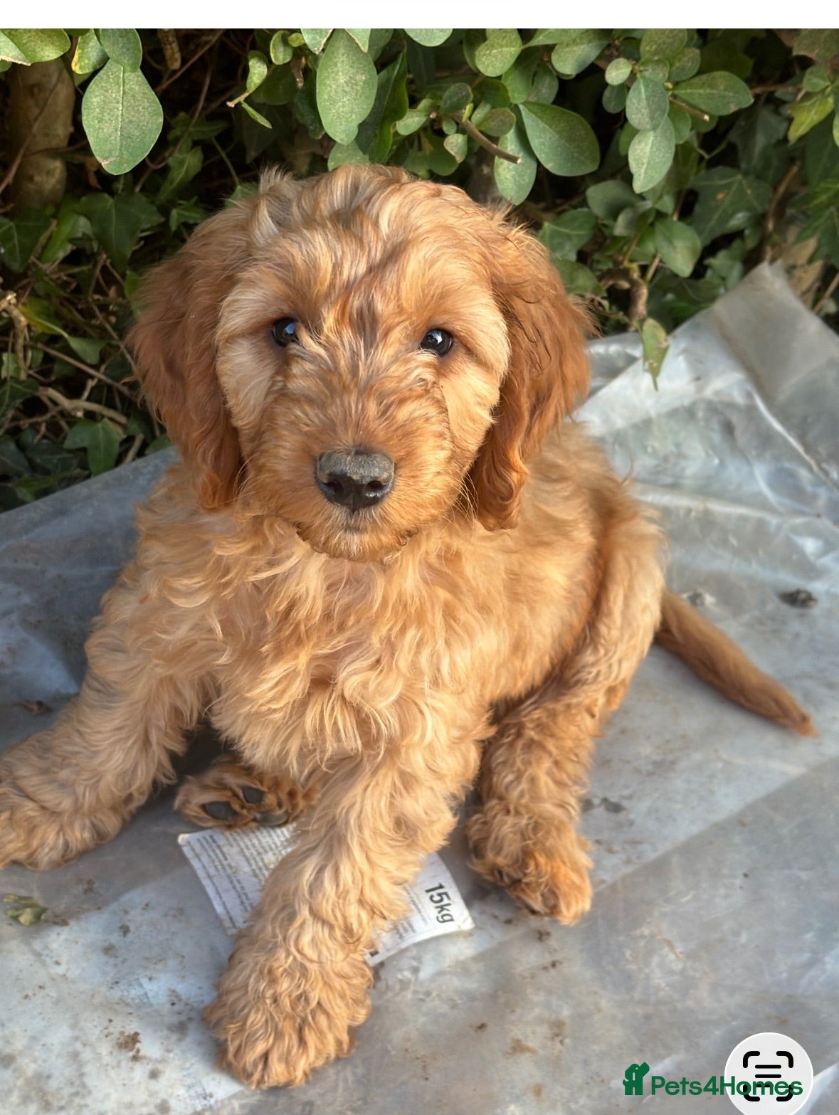 Cockapoo dogs ONLY 1  left!  F1  KC  FOX RED COCKAPOOS - Advert 16