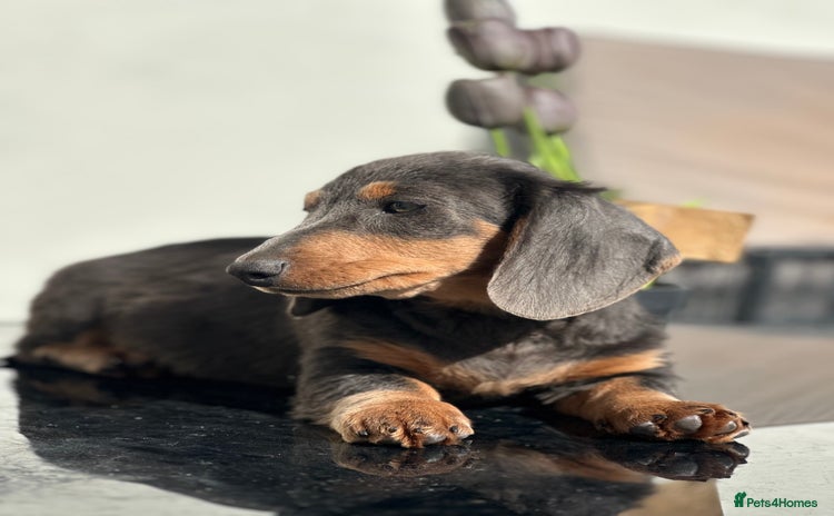 Miniature Dachshund dogs - Advert 12