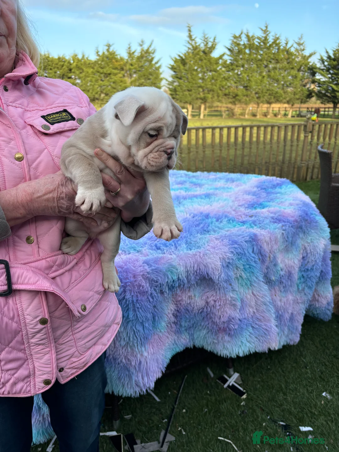 English Bulldog dogs for sale: English bulldog  - Advert 9