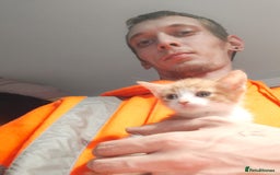 Maine Coon cats for sale: Lovely kitten's needing homes - Image 7