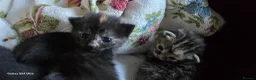 Mixed Breed cats for sale: Adorable kittens  in London - Advert 20