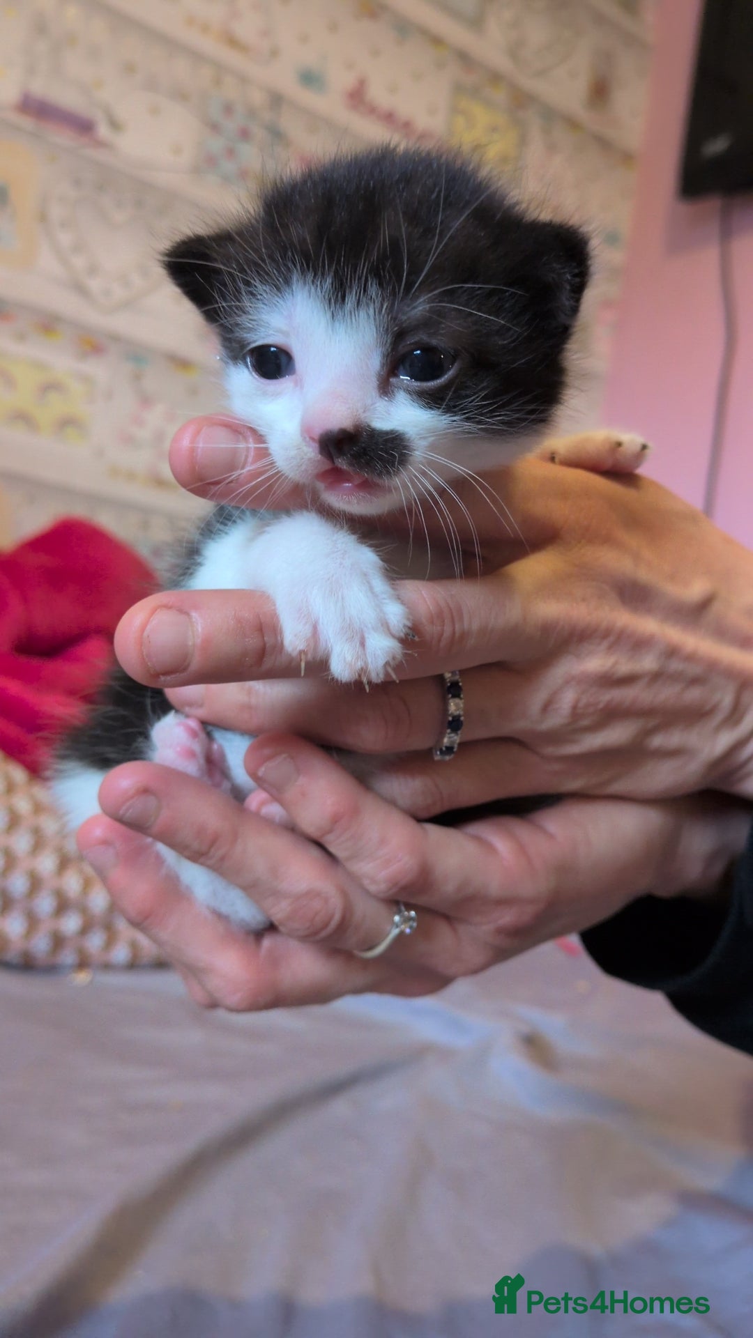 Mixed Breed cats for sale: Mixed breed - Advert 4