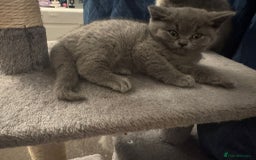 British Shorthair cats for sale: Beautiful Blue Bsh Kittens x3  in Wolverhampton - Image 11