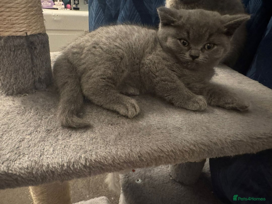 British Shorthair cats for sale: Beautiful Blue Bsh Kittens x3  in Wolverhampton - Image 11