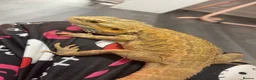 Bearded Dragon reptiles for sale: Male bearded dragon - Advert 1