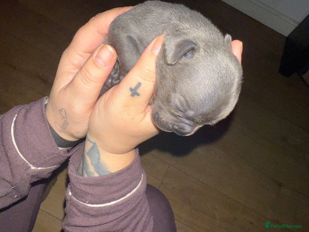 Mixed Breed dogs for sale: French bulldog x Staff  - Advert 8