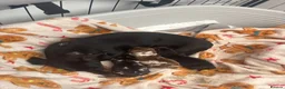 Miniature Dachshund dogs for sale: 2 beautiful dachshund pups  - Advert 5