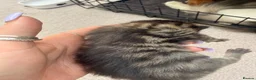Mixed Breed cats for sale: Maine coon cross kittens  - Advert 7