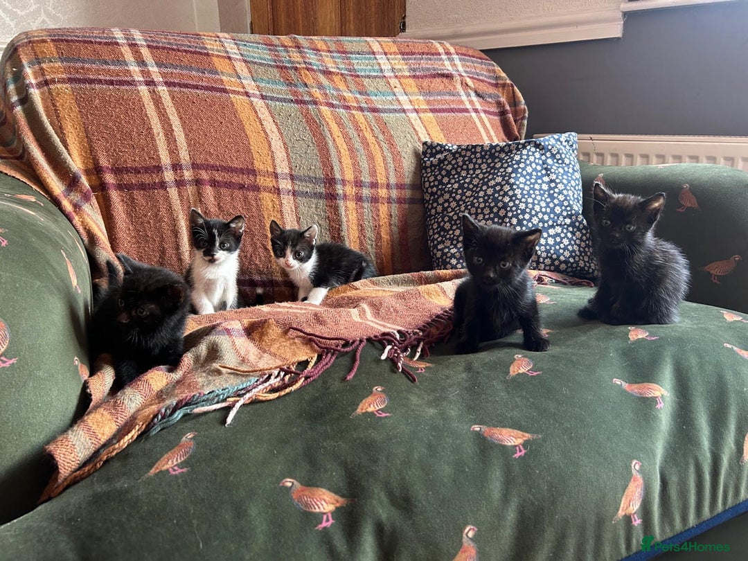 Mixed Breed cats for sale: beautiful kittens for sale  - Image 2