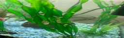 Snails fish for sale: Golden apple snails - Advert 5