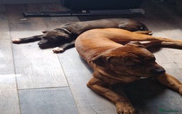 Mixed Breed dogs for sale: Presa/American Johnson bulldog - Image 32