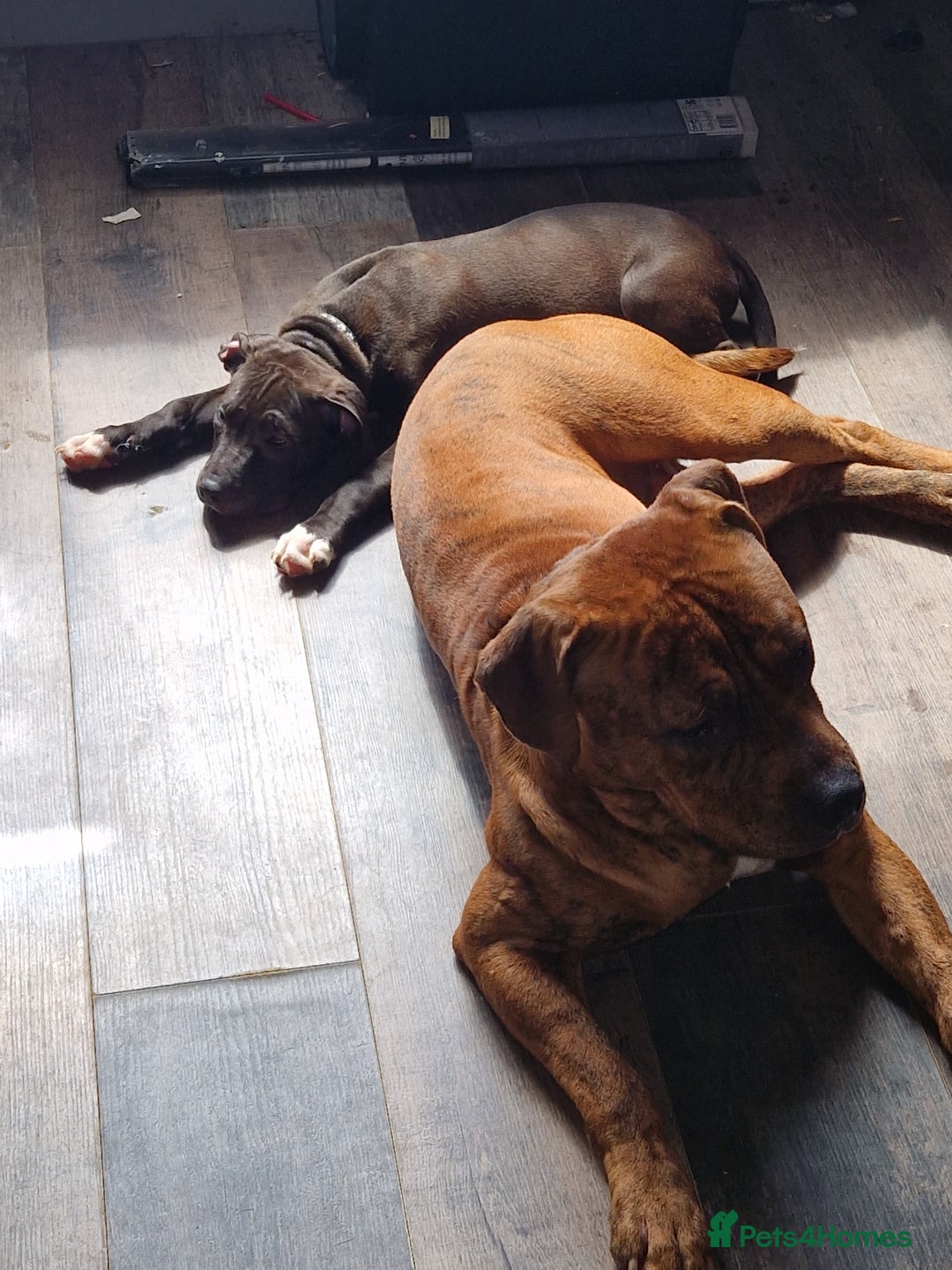Mixed Breed dogs for sale: Presa/American Johnson bulldog - Image 32