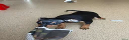 Miniature Pinscher dogs for sale: Lovely Miniature Pinscher pups - Advert 12