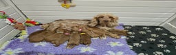 Cockapoo dogs for sale: Health tested cockerpoo F1 pups licensed Breeder  - Advert 10
