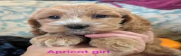 Cockapoo dogs for sale: Licensed breeder, health tested F1 cockapoos - Advert 6